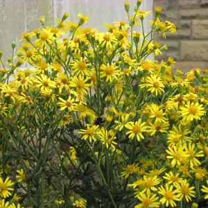 yellow flowers of dyers chamomile