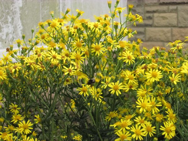 yellow flowers of dyers chamomile